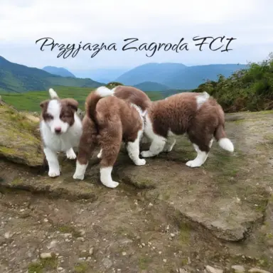 Suczki czekoladowe border collie ZKwP FCI 5