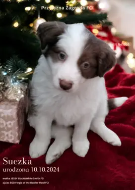 Suczki czekoladowe border collie ZKwP FCI 7