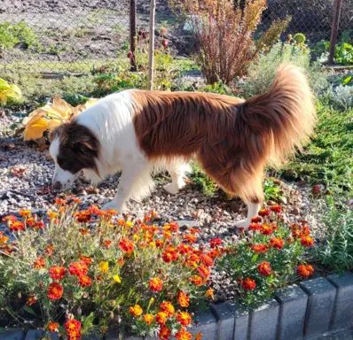 Suczki czekoladowe border collie ZKwP FCI 9