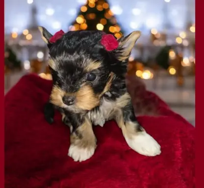 Suczka Carrier Yorkshire Terrier 5