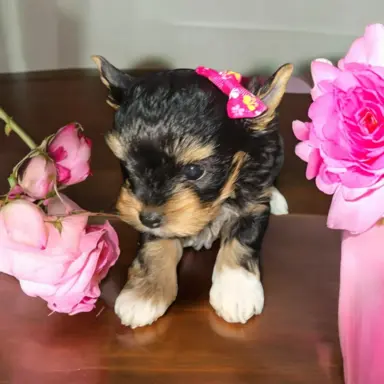 Suczka Carrier Yorkshire Terrier 6