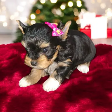 Suczka Carrier Yorkshire Terrier 7