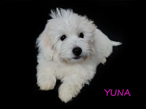 Suczka Coton De Tulear Szczenię szczeniak Kraków YUNA 1