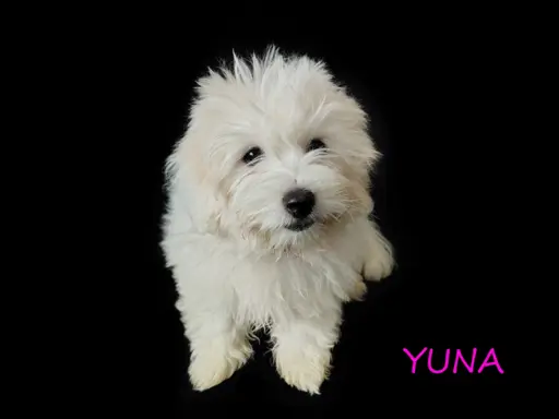 Suczka Coton De Tulear Szczenię szczeniak Kraków YUNA 2