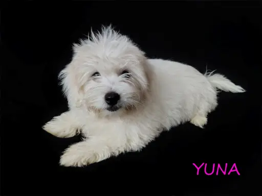 Suczka Coton De Tulear Szczenię szczeniak Kraków YUNA 3