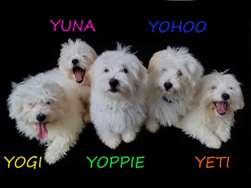 Suczka Coton De Tulear Szczenię szczeniak Kraków YUNA 4