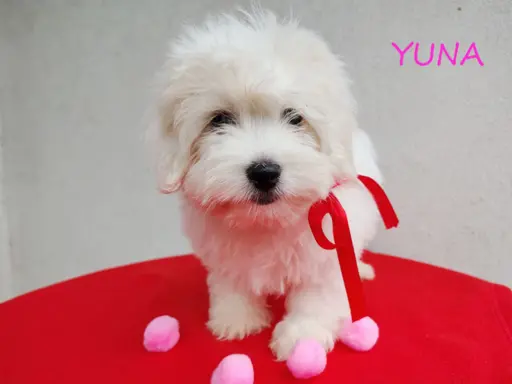 Suczka Coton De Tulear Szczenię szczeniak Kraków YUNA 5