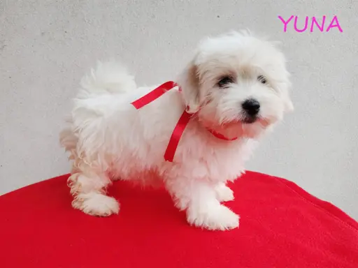 Suczka Coton De Tulear Szczenię szczeniak Kraków YUNA 6