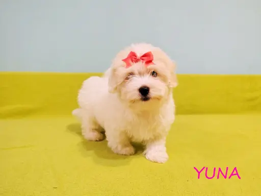 Suczka Coton De Tulear Szczenię szczeniak Kraków YUNA 8