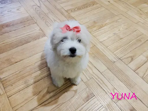 Suczka Coton De Tulear Szczenię szczeniak Kraków YUNA 9