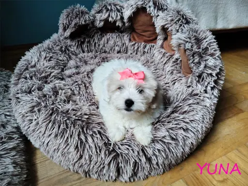 Suczka Coton De Tulear Szczenię szczeniak Kraków YUNA 10