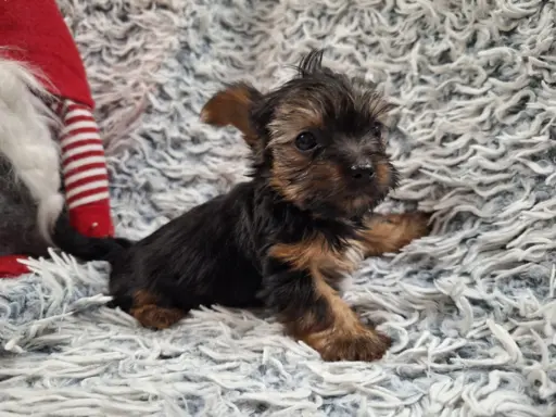 Yorkshire Terrier Do Rezerwacji 1