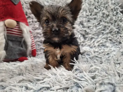 Yorkshire Terrier Do Rezerwacji 2