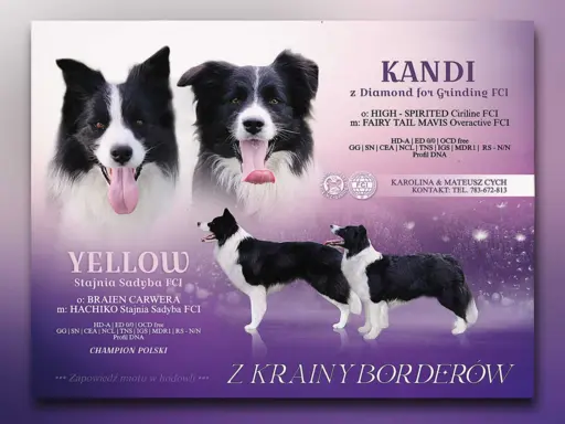 Border collie - Samica ZkwP/FCI 4