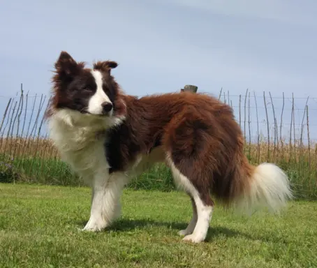 Reproduktor - Krycie - Border Collie 2