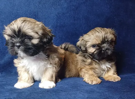 Shih Tzu cudne maluszki tricolor 2