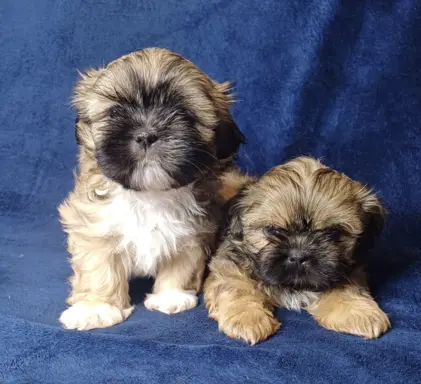 Shih Tzu cudne maluszki tricolor 3