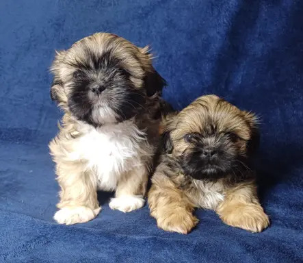 Shih Tzu cudne maluszki tricolor 4