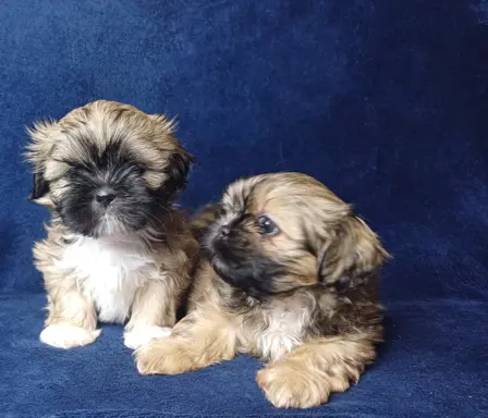 Shih Tzu cudne maluszki tricolor 5