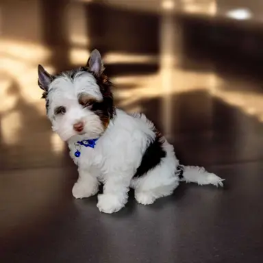 Piesek Biro Yorkshire Terrier 1