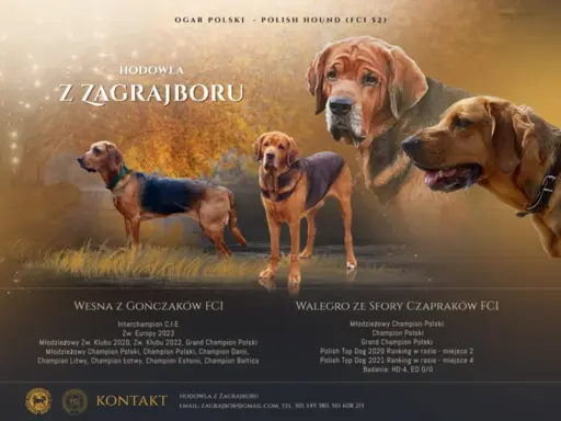 Ogar polski 2