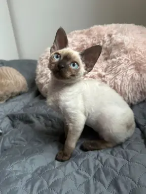 Kocurek Devon Rex 2