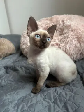 Kocurek Devon Rex 3