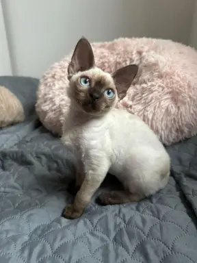 Kocurek Devon Rex 4