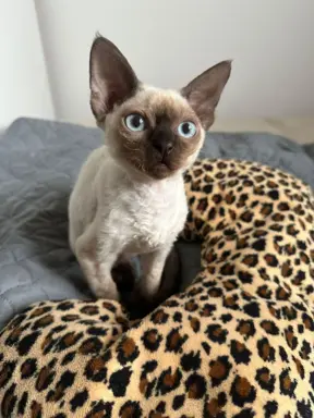 Kocurek Devon Rex 1