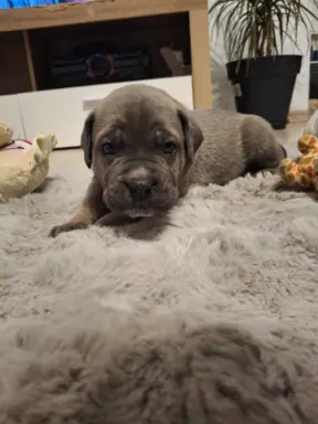 Szczenięta Cane Corso 3