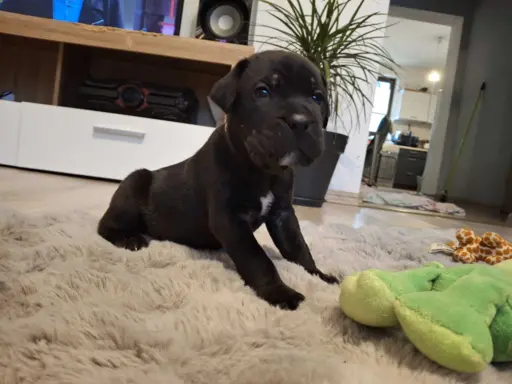 Szczenięta Cane Corso 1