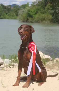 Doberman Szczenięta już są - wyjątkowe skojarzenie ZKWP/FCI 3