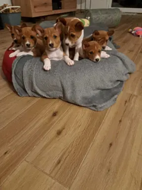 Basenji szczenięta 5