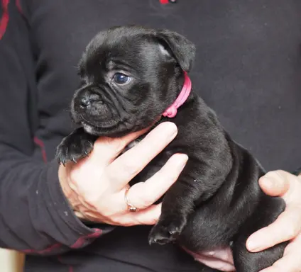 Piękna suczka staffordshire bull terrier, staffik 1