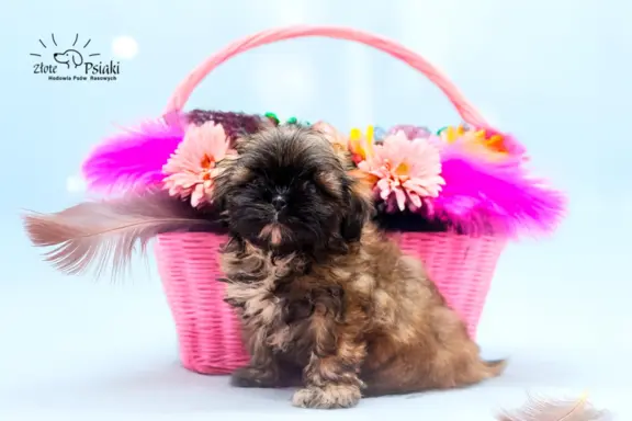 Shih tzu 4