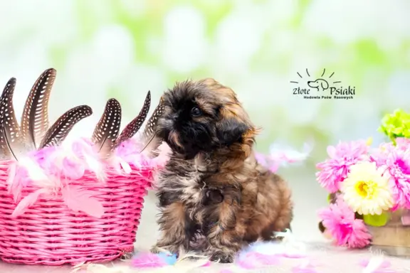 Shih tzu 5