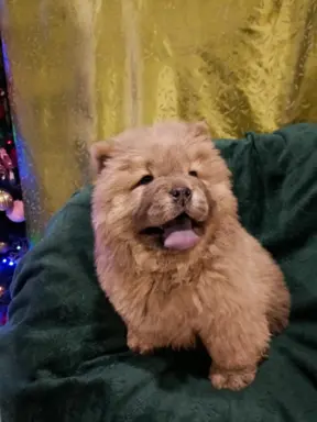 Wzorcowy Chow Chow piękny exterier 6