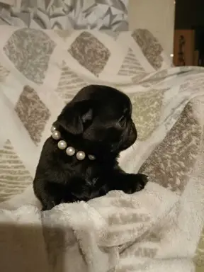 Wzorcowy czarny mops piękny exterier 3