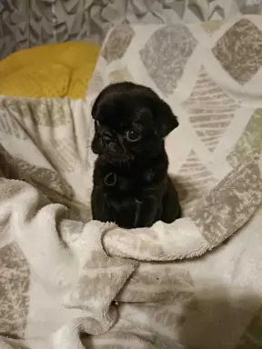 Wzorcowy czarny mops piękny exterier 5
