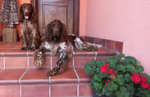 Polski Spaniel Myśliwski szczenięta 4