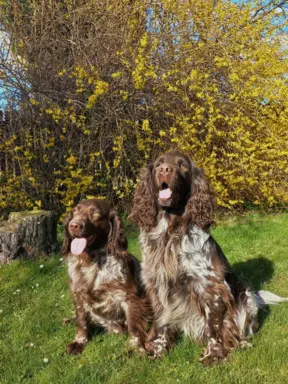 Polski Spaniel Myśliwski szczenięta 5