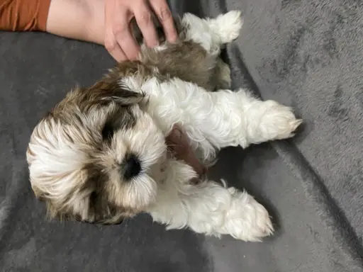 shih tzu szuka domu 1