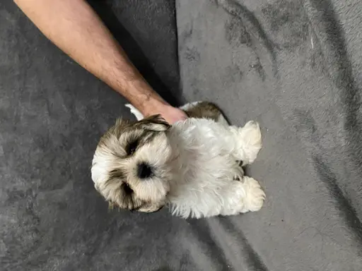 shih tzu szuka domu 2