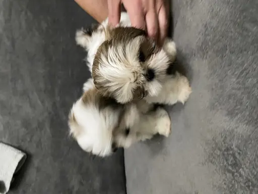 shih tzu szuka domu 3