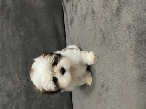 shih tzu szuka domu 4