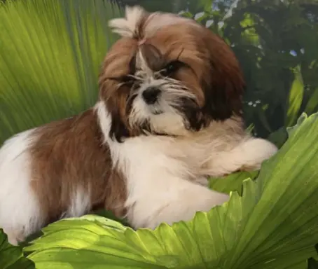 Suczka shih-tzu rodowód FCI 1