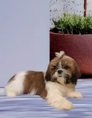 Suczka shih-tzu rodowód FCI 2