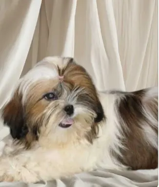Suczka shih-tzu rodowód FCI 3