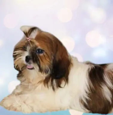 Suczka shih-tzu rodowód FCI 4