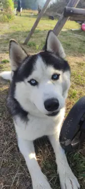 Siberian Husky suka 3